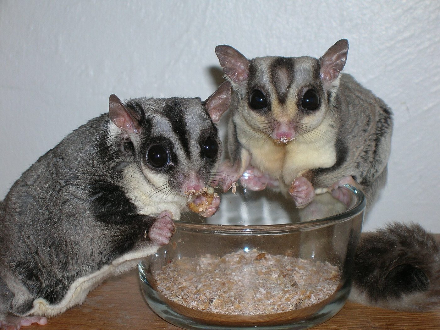 Sugar glider