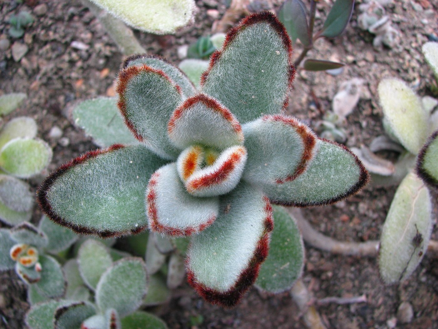 Plante panda