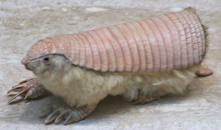 Pink fairy armadillo