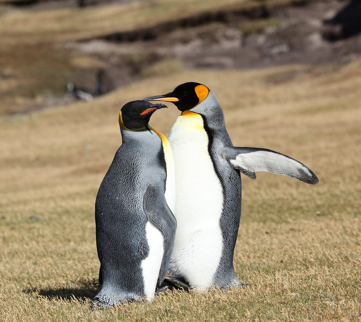 Königspinguin
