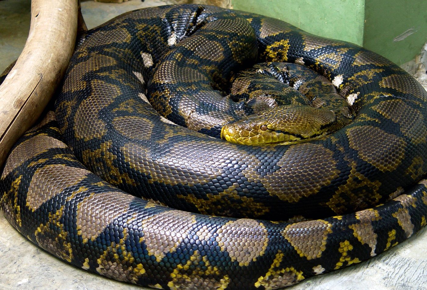 Netzpython