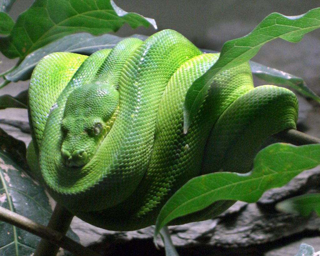 Green tree python