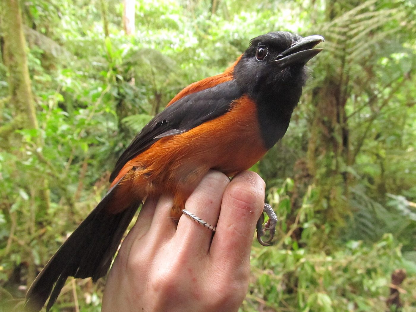 Hooded pitohui