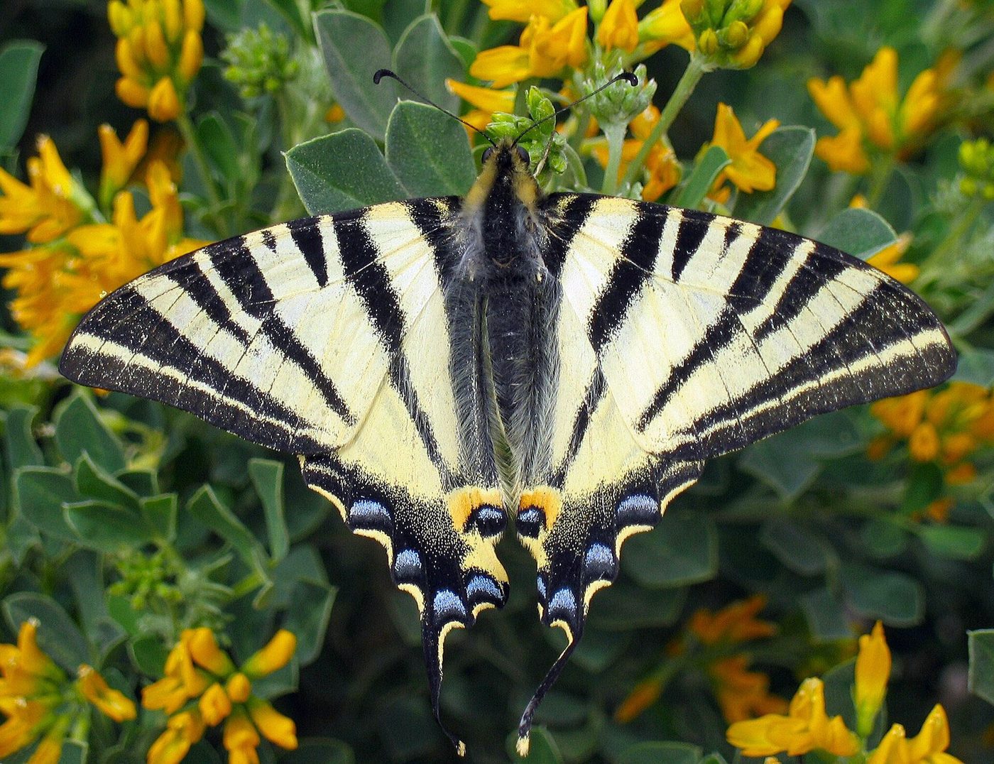 Scarce swallowtail