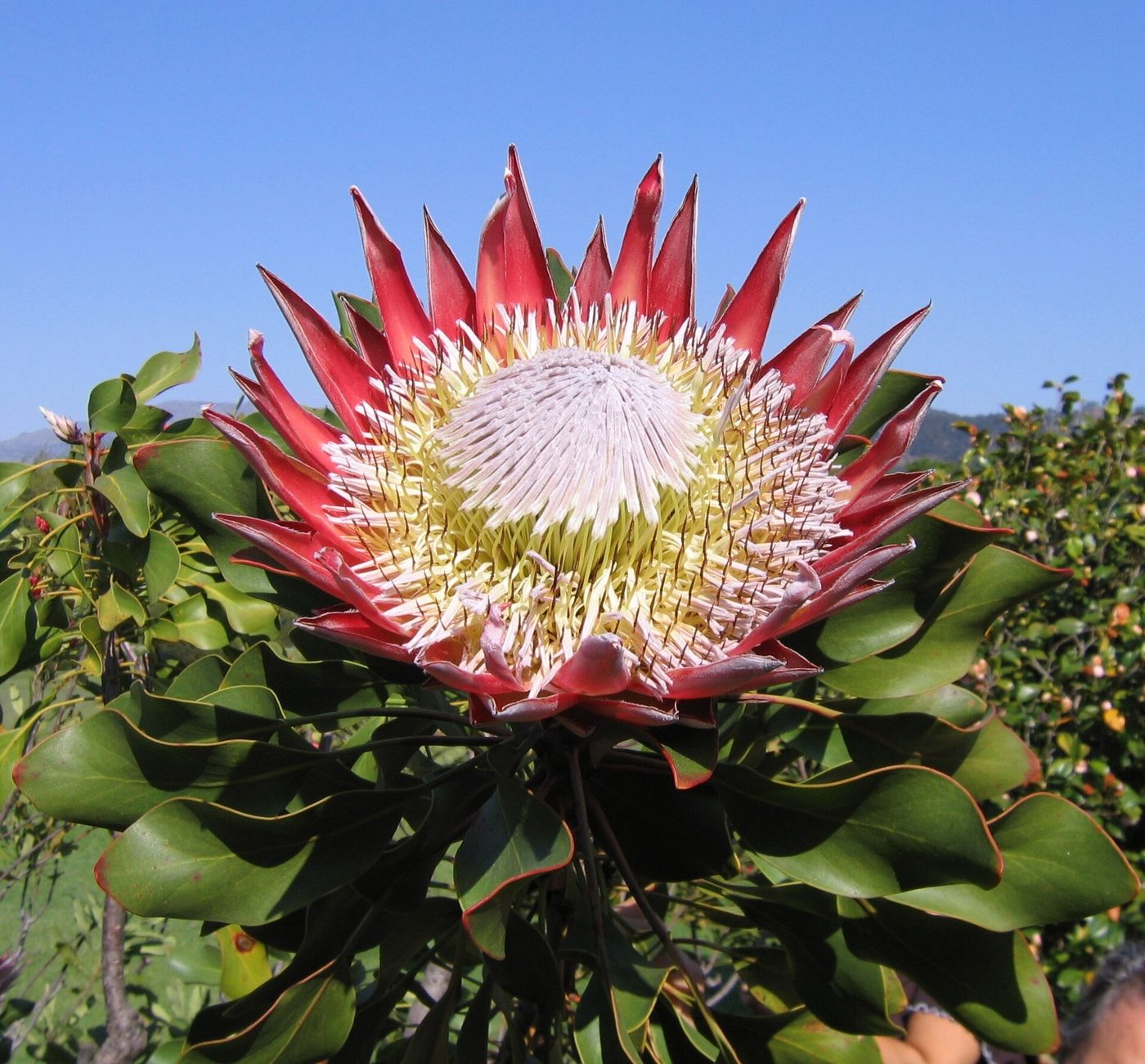 Protea reale