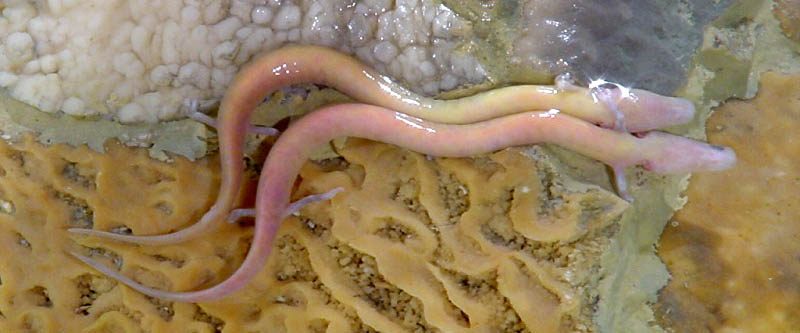 Olm