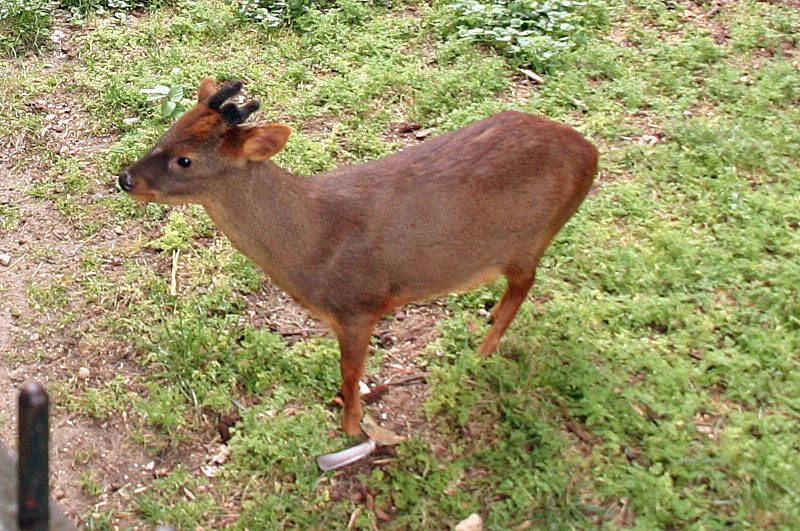 Southern pudu