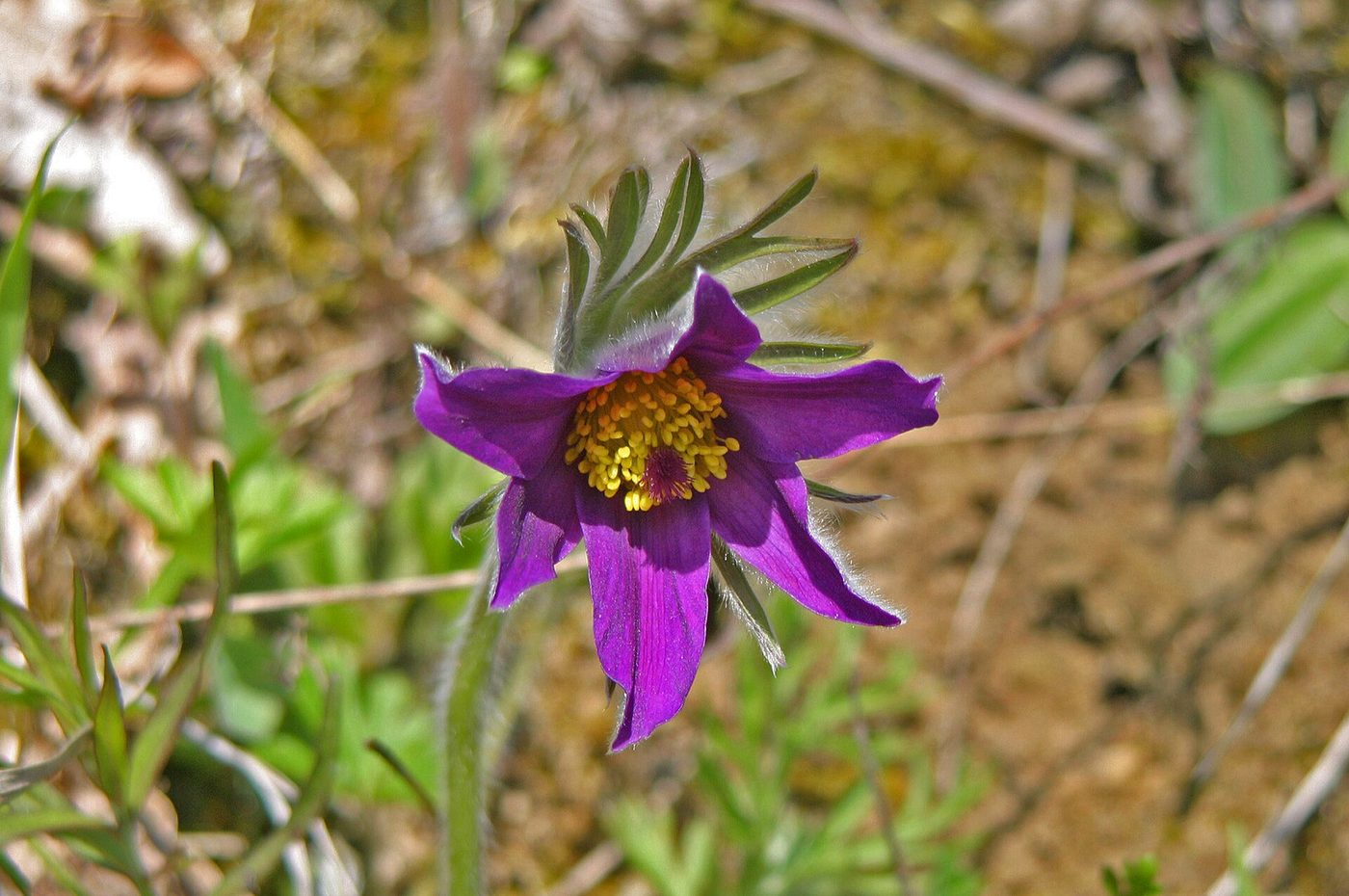 Anémone pulsatille