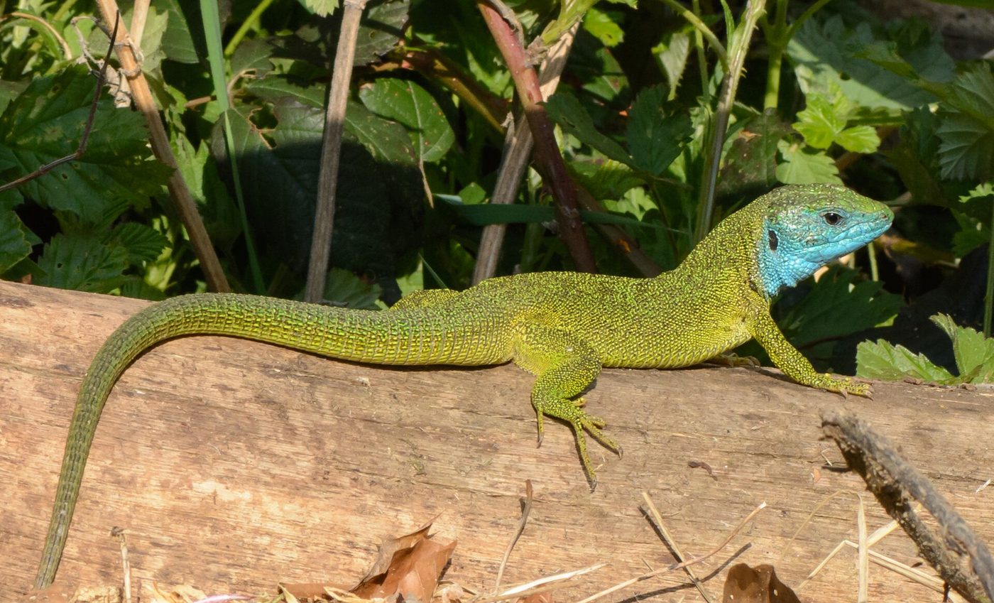 Lézard vert occidental