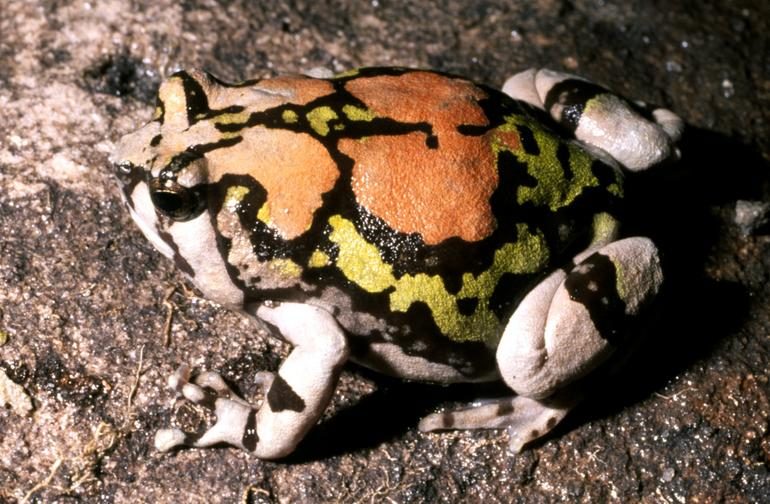 Malagasy rainbow frog
