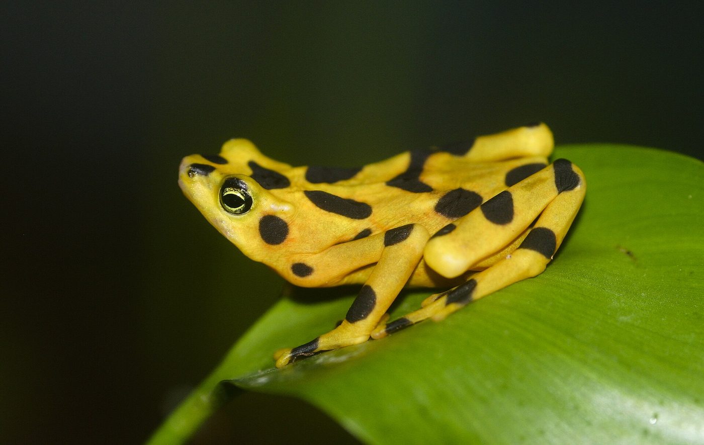 Rana dorada de Panamá