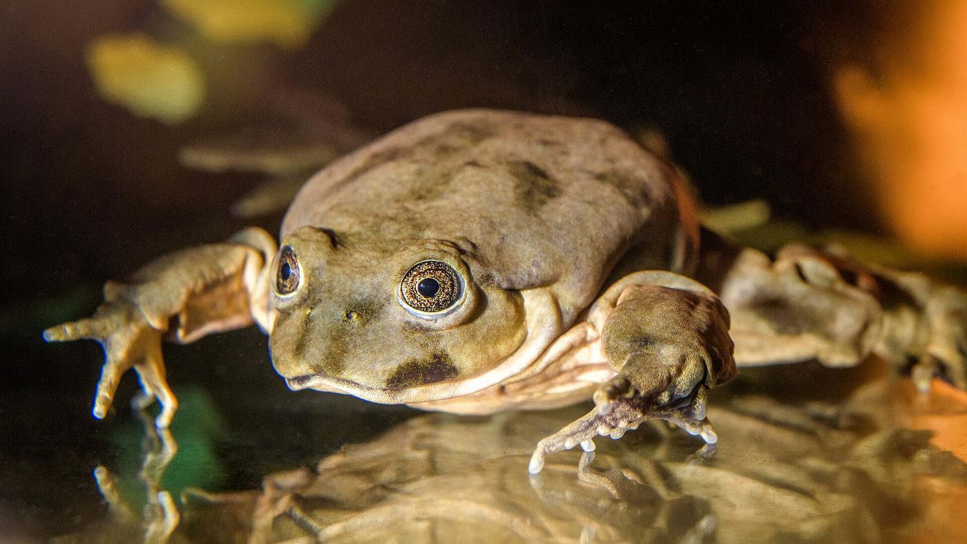 Titicaca water frog