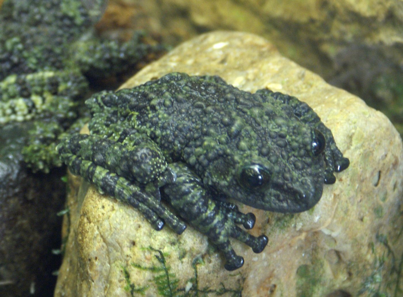 Vietnamese mossy frog