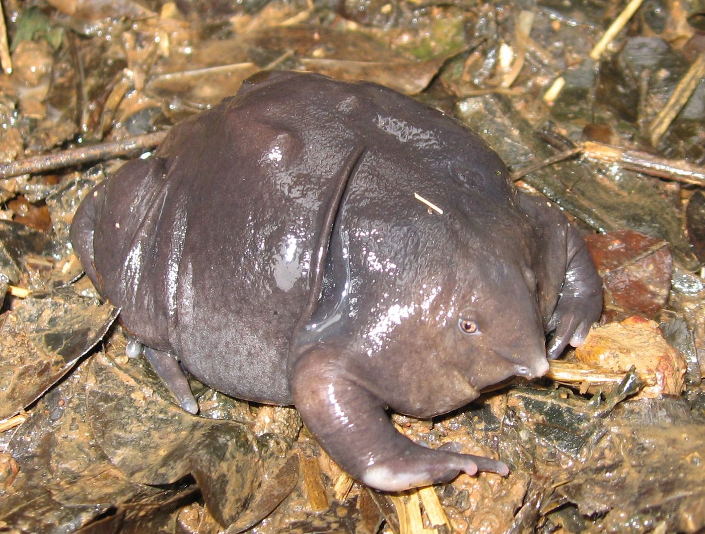 Rana morada