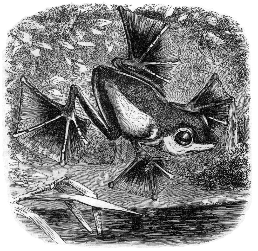 Wallace's flying frog