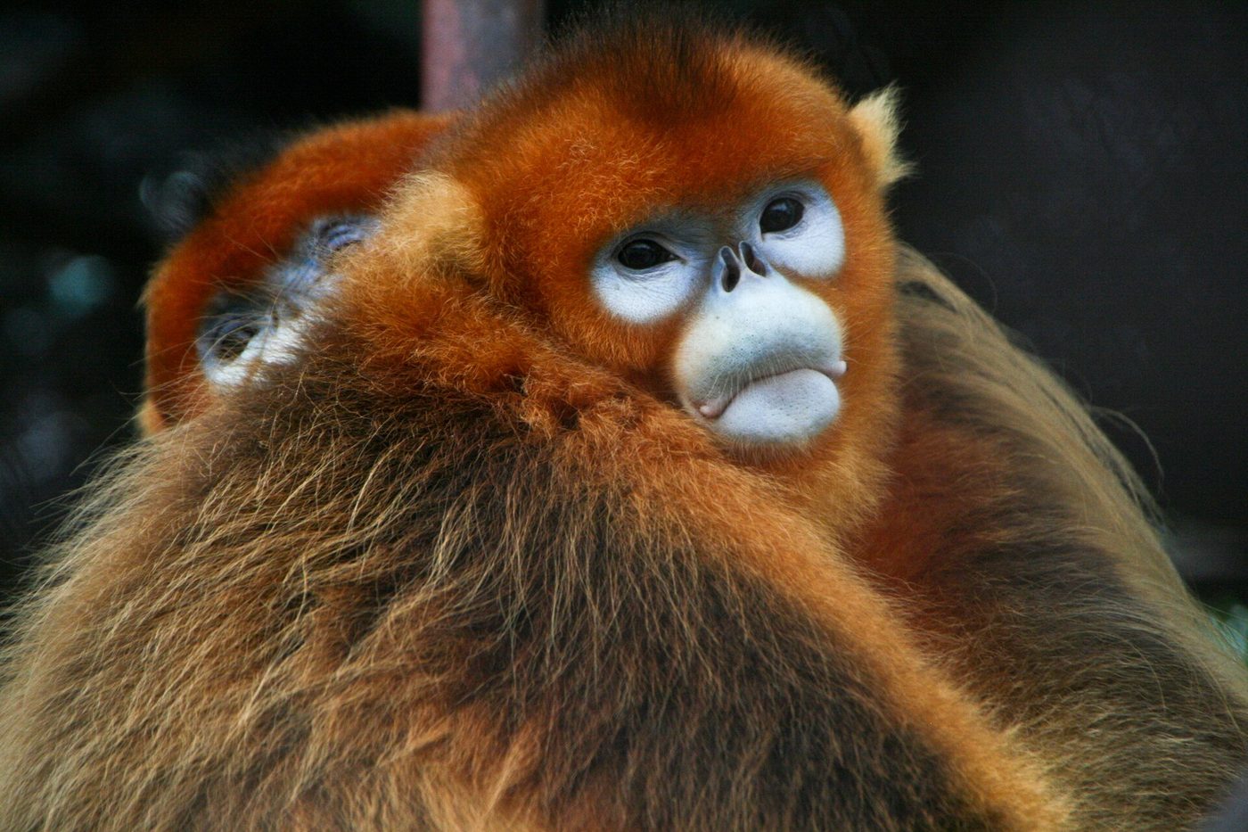 Langur chato dorado