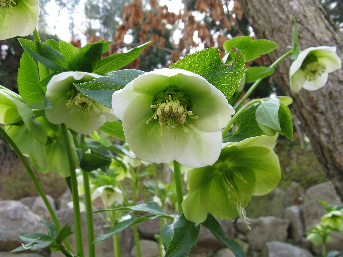 Rosa di quaresima