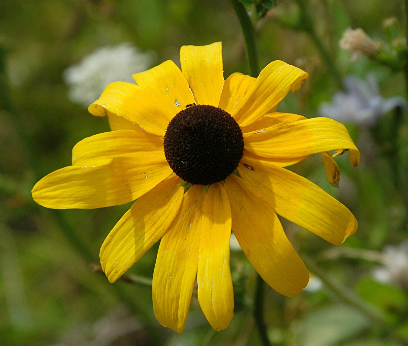 Rudbeckia irta