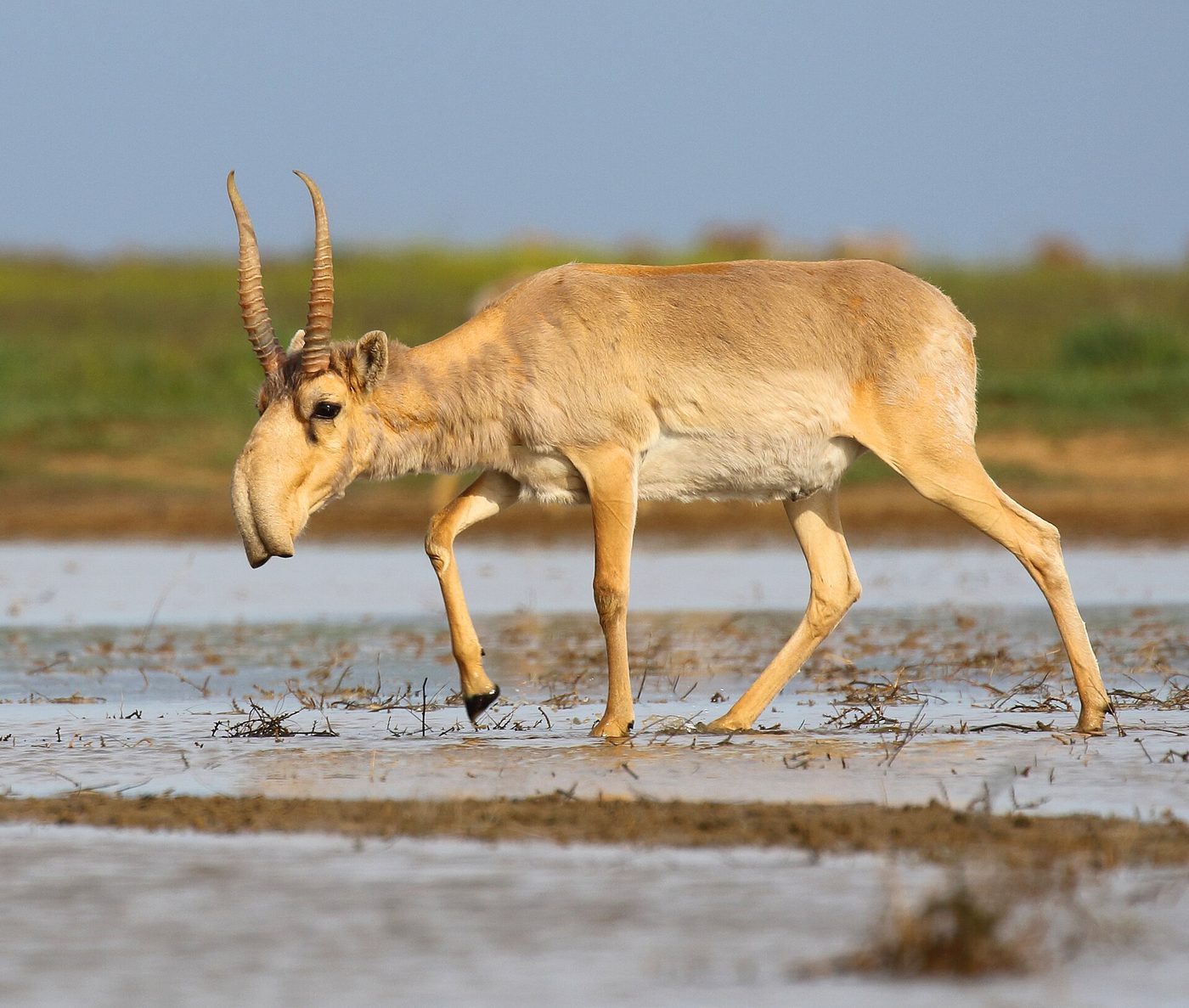 Antilope saïga