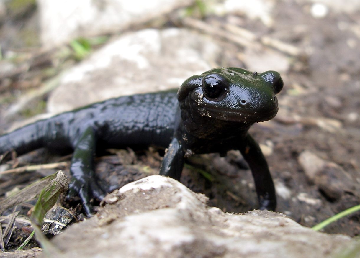 Alpensalamander