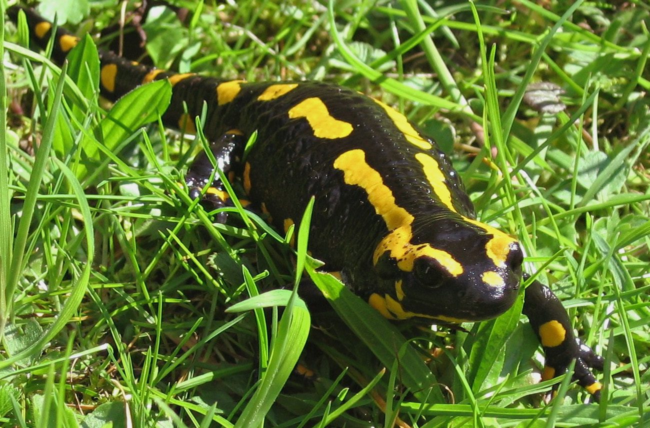 Fire salamander