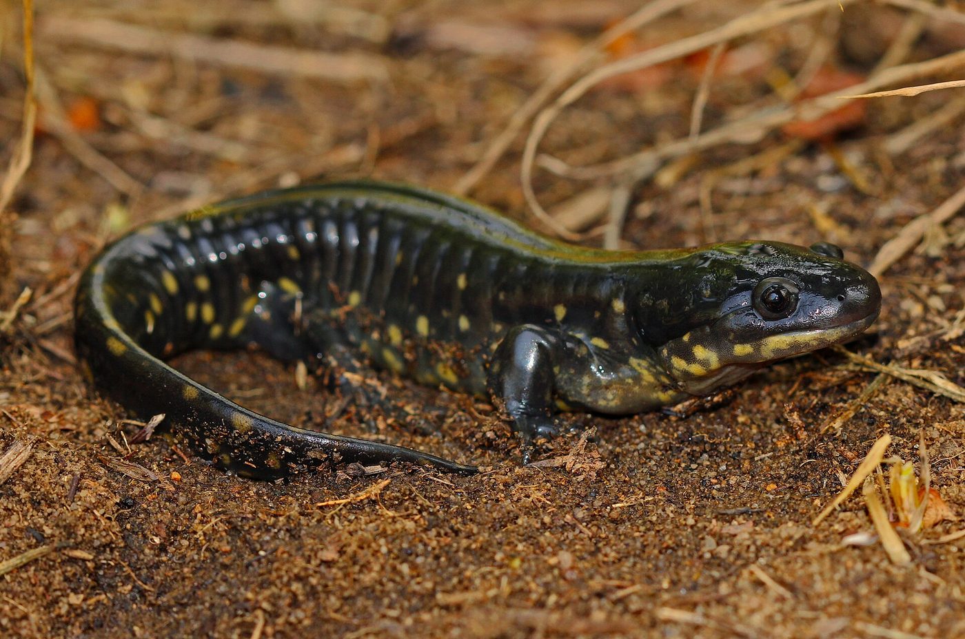 Salamandra tigre
