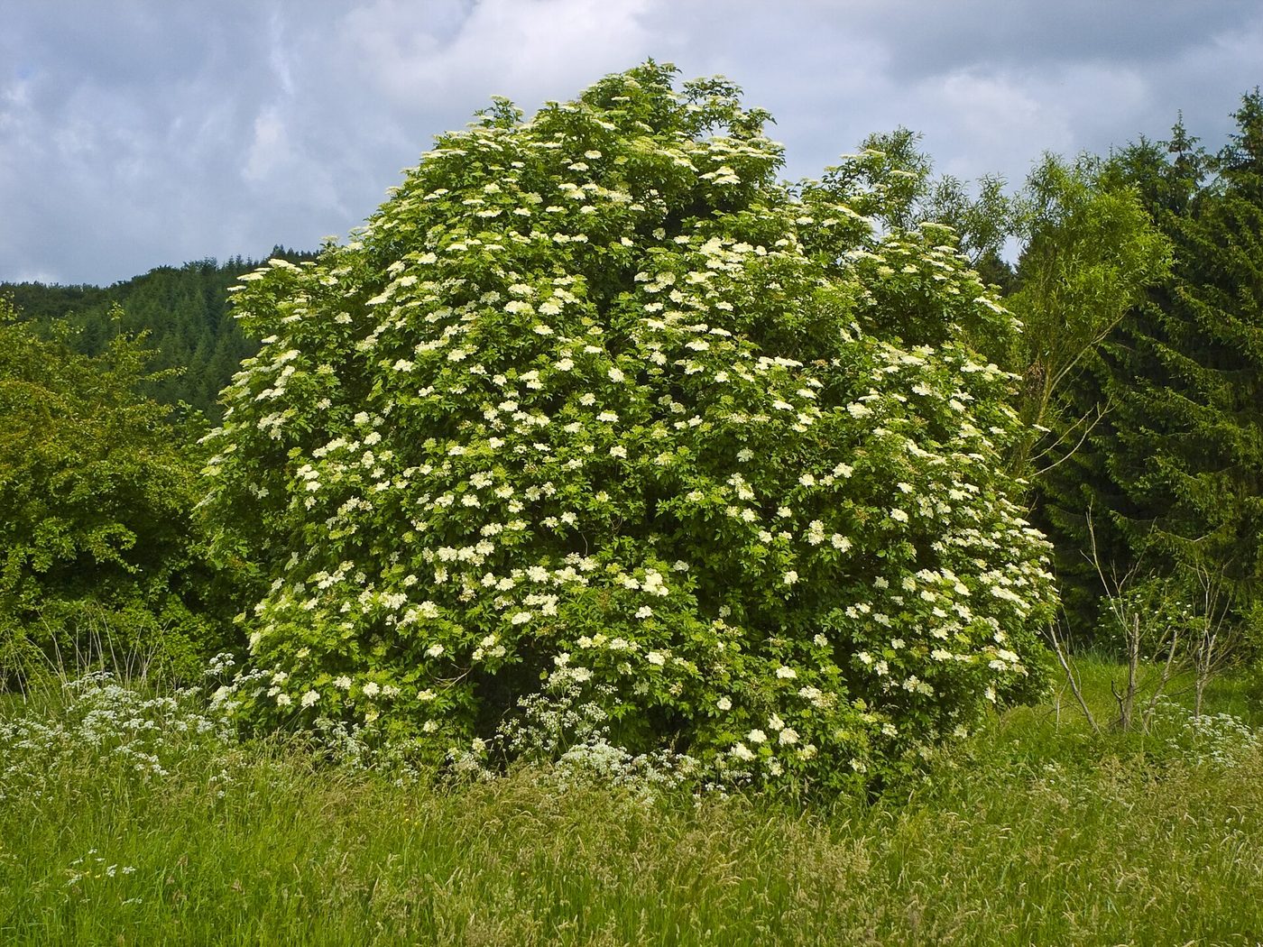 Sambuco nero