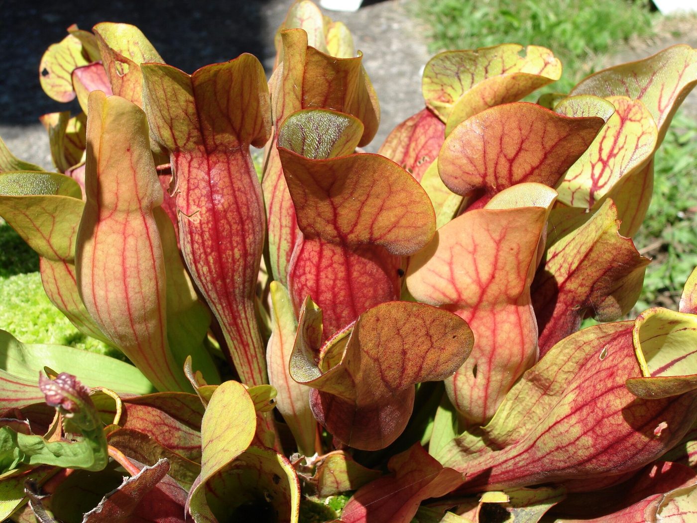 Rote Schlauchpflanze