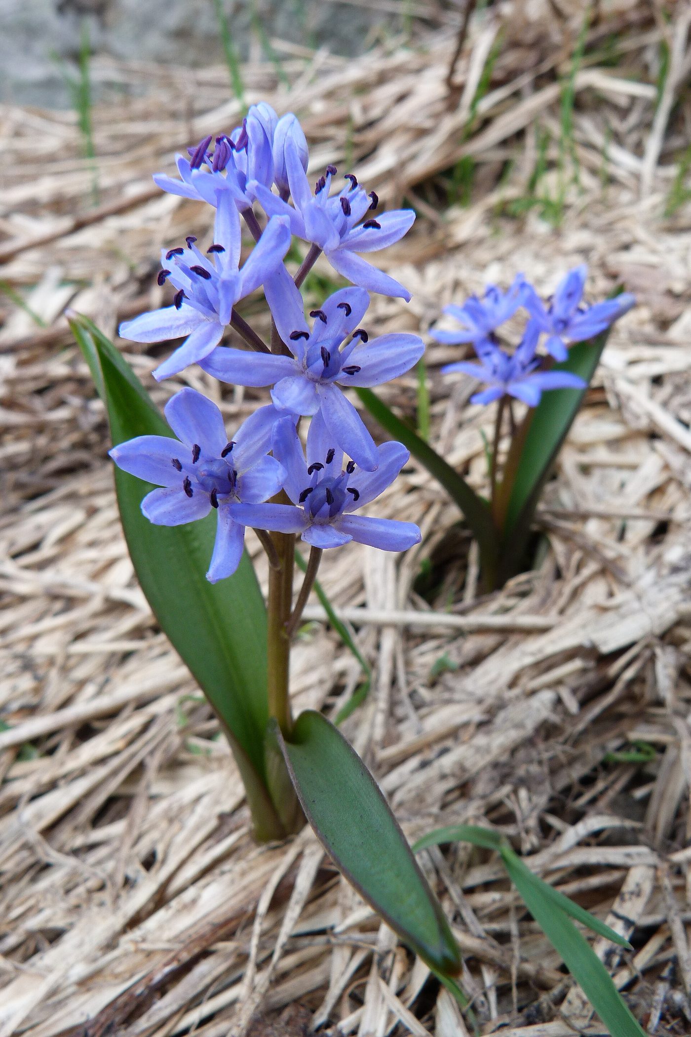 Alpine squill
