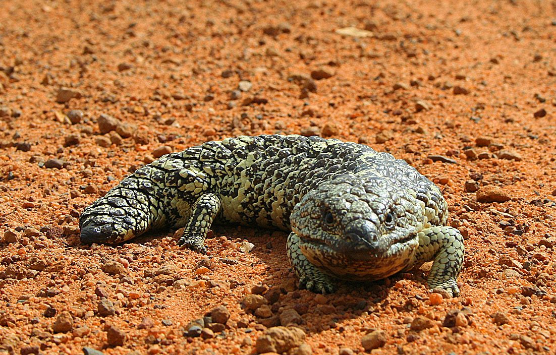 Shingleback lizard