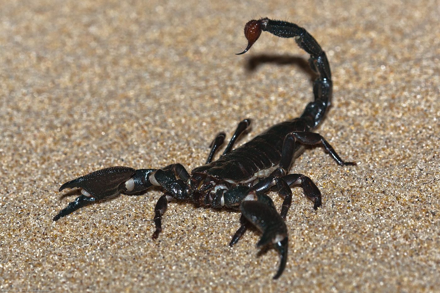 Scorpion empereur