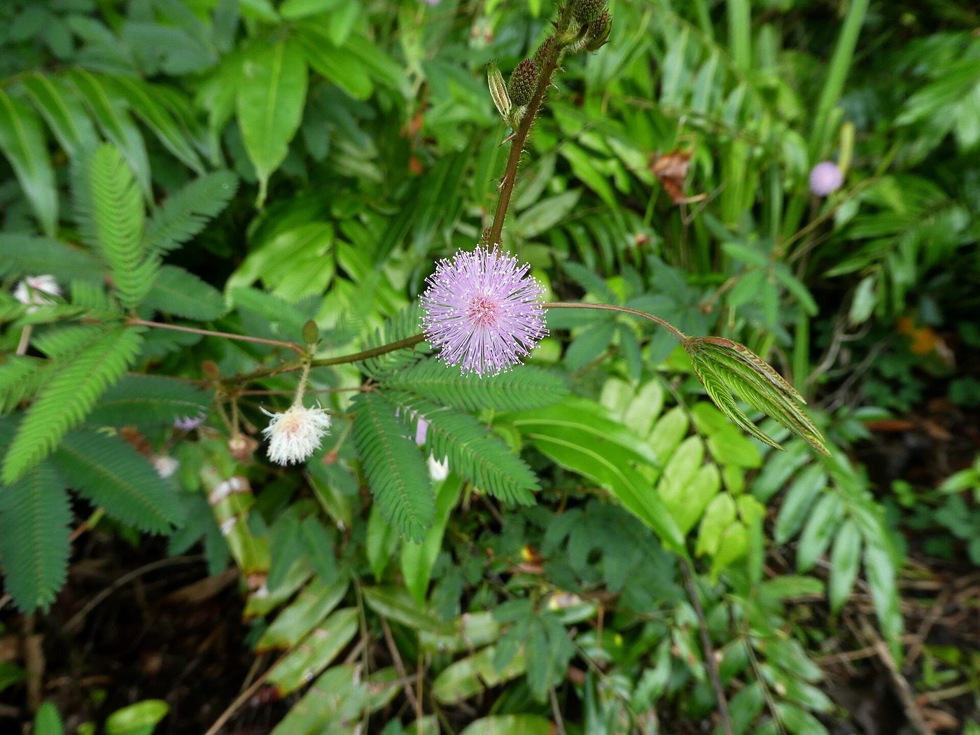 Sensitive plant