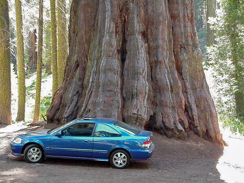 Sequoia gigante