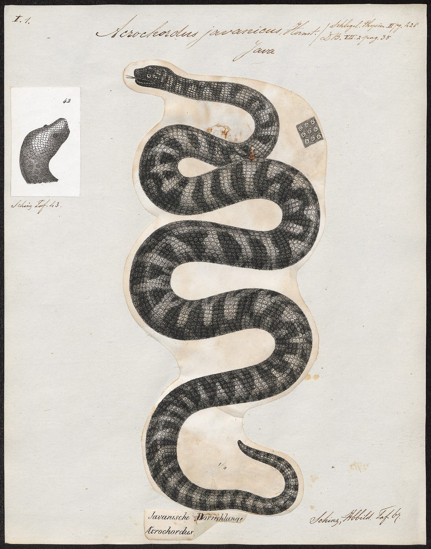 Serpente proboscide
