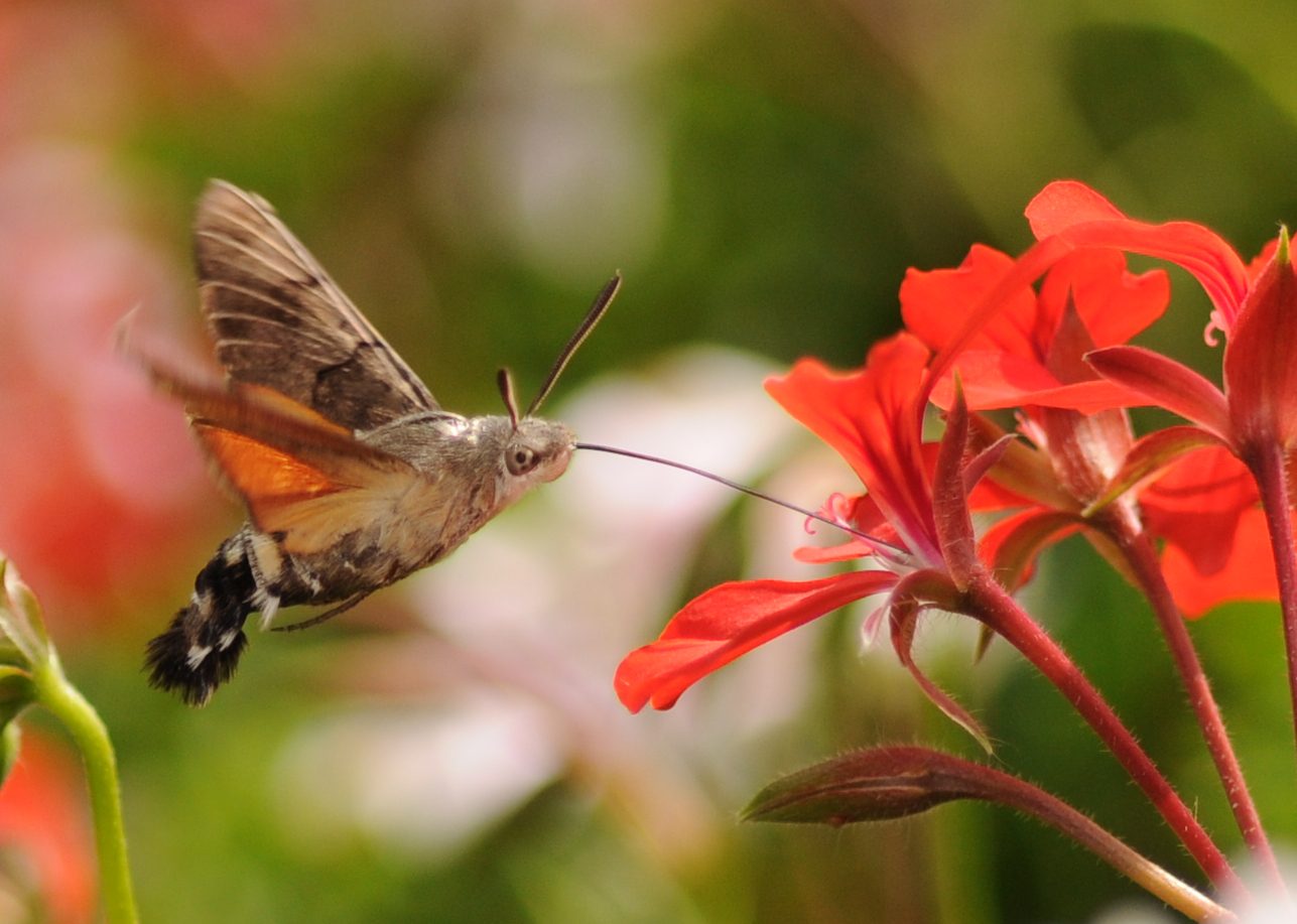 Esfinge colibrí