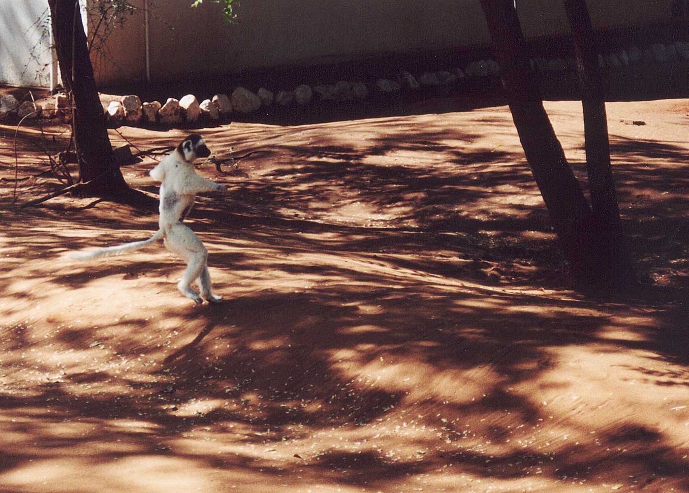 Larvensifaka