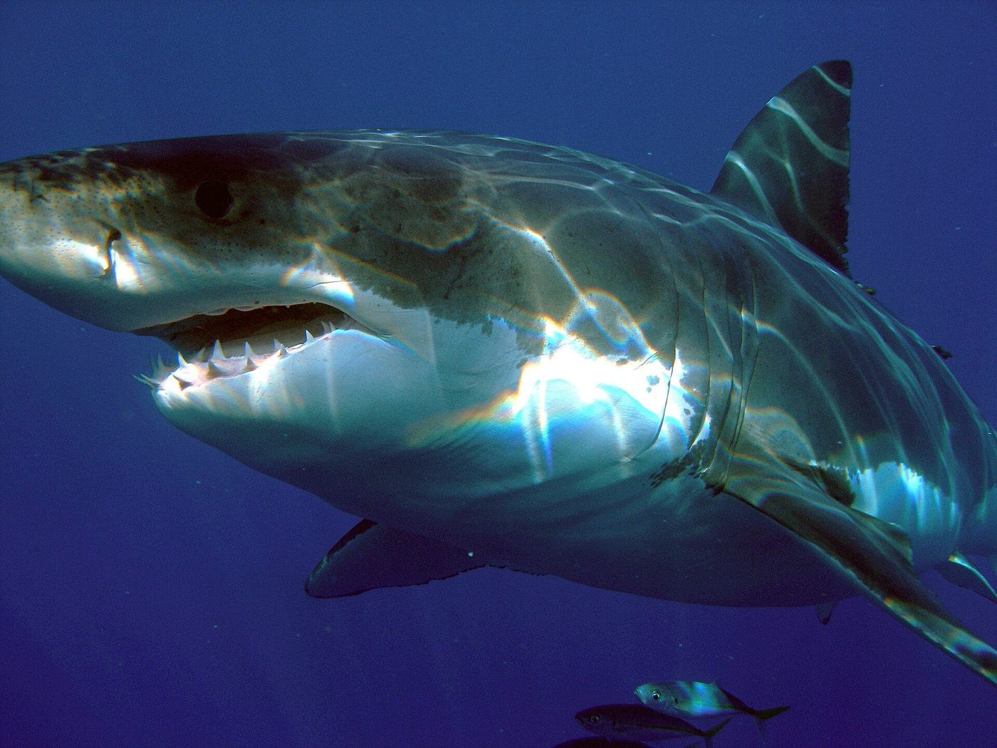 Great white shark