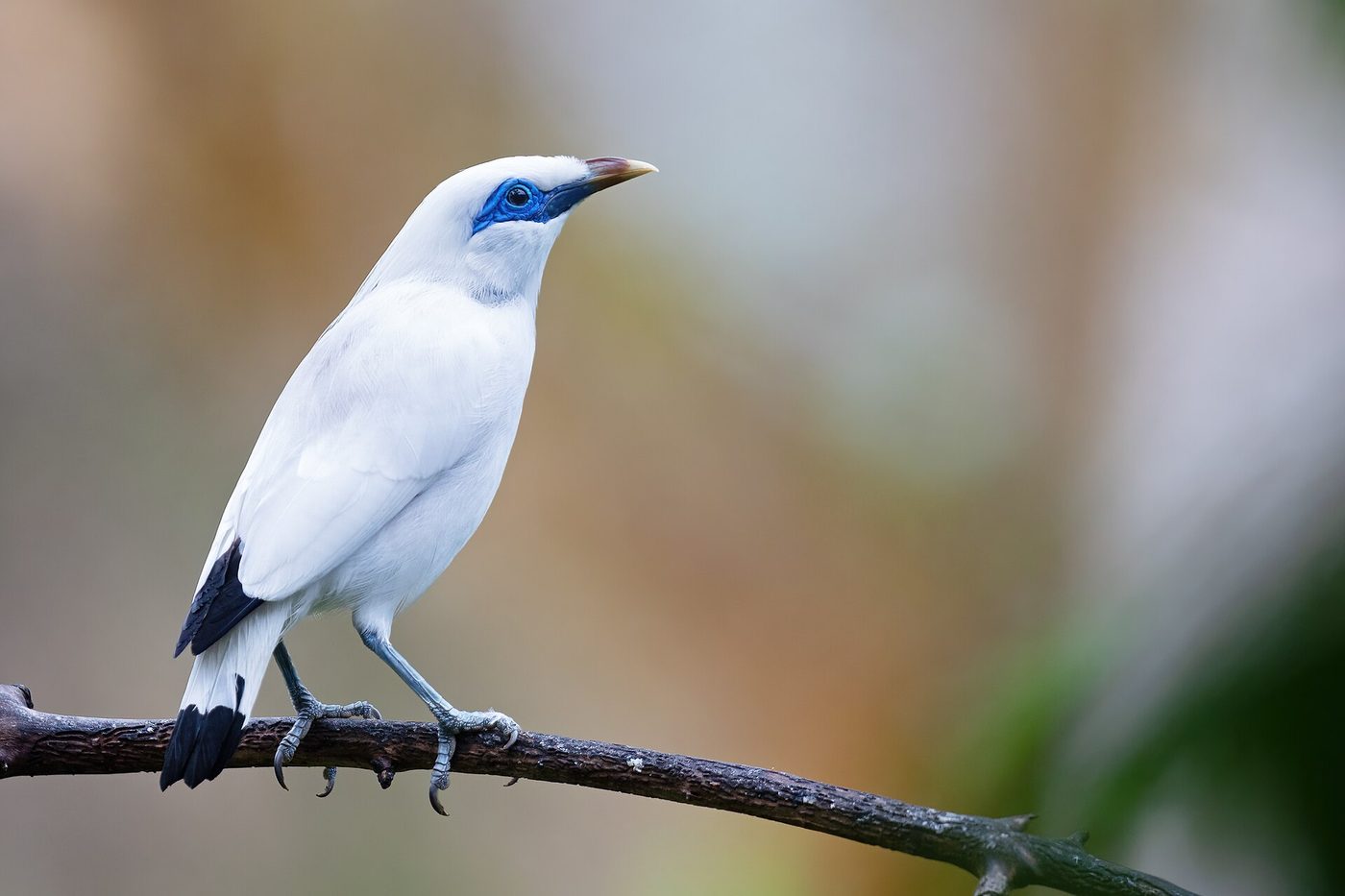Bali myna