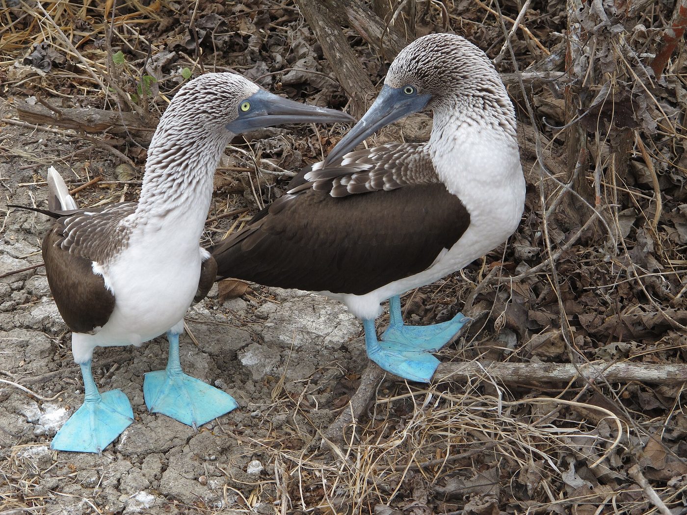 Fou à pieds bleus