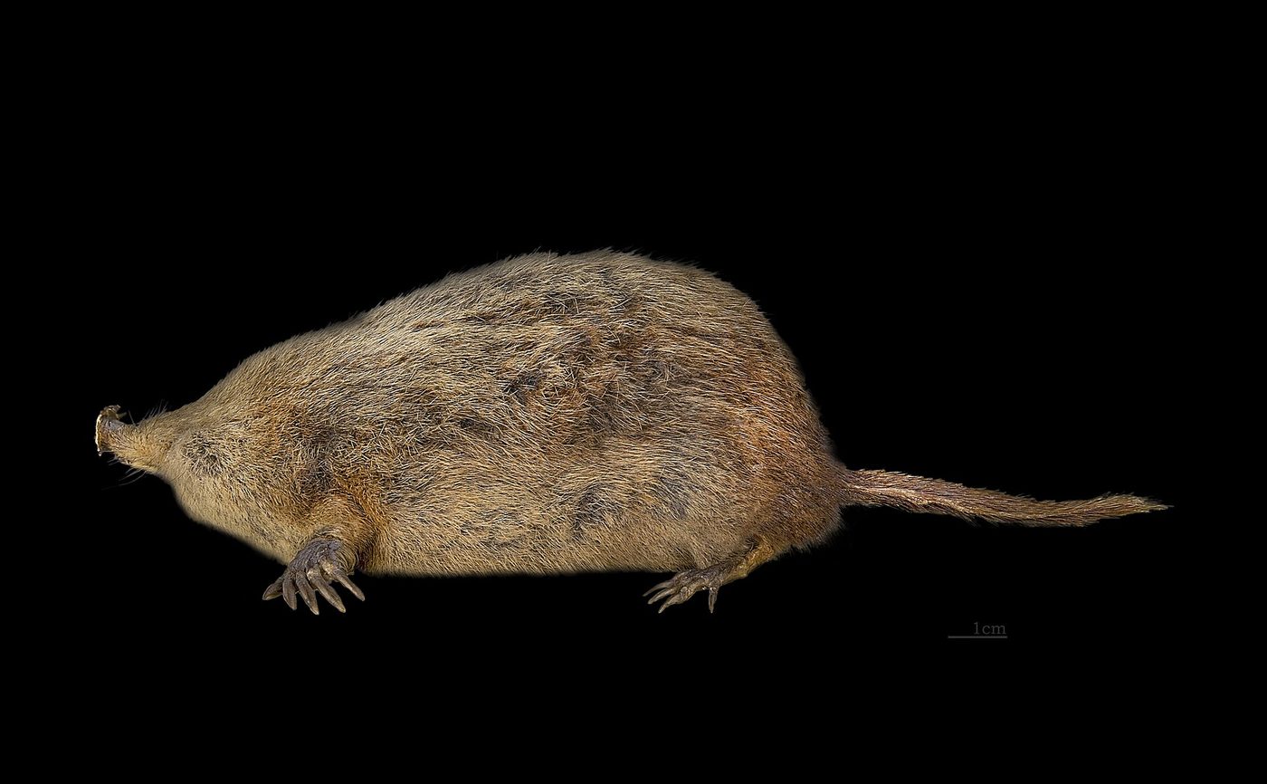Star-nosed mole