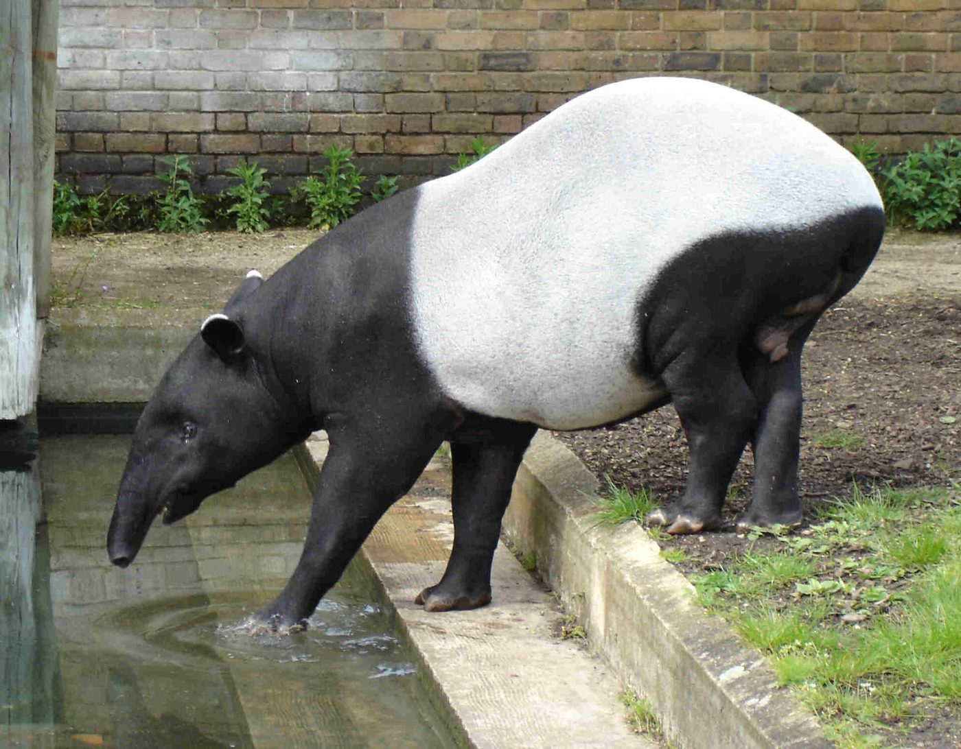 Schabrackentapir