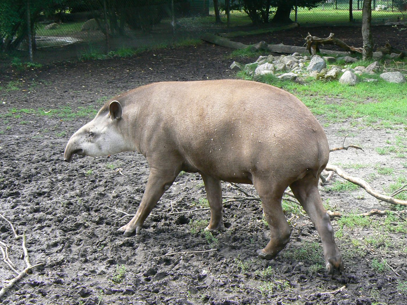 Flachlandtapir
