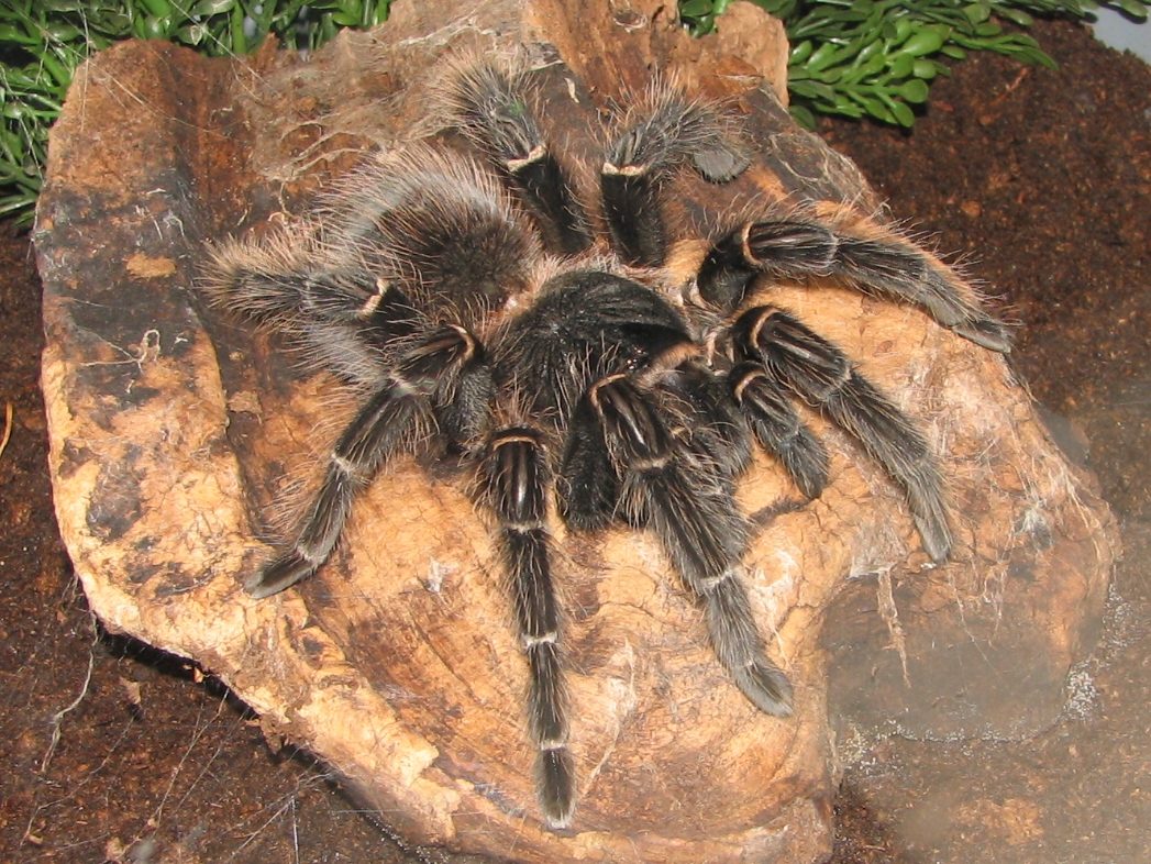 Mygale Goliath