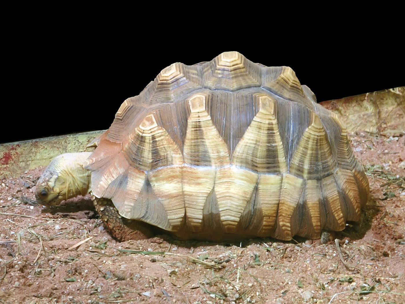 Madagassische Schnabelbrustschildkröte