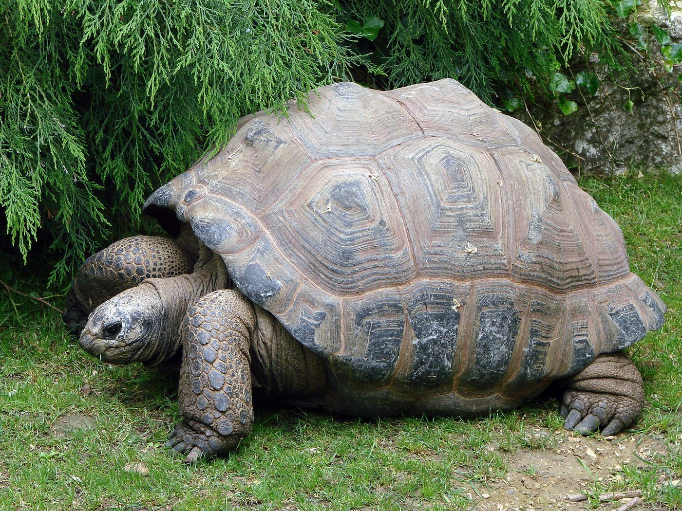 Aldabra-Riesenschildkröte