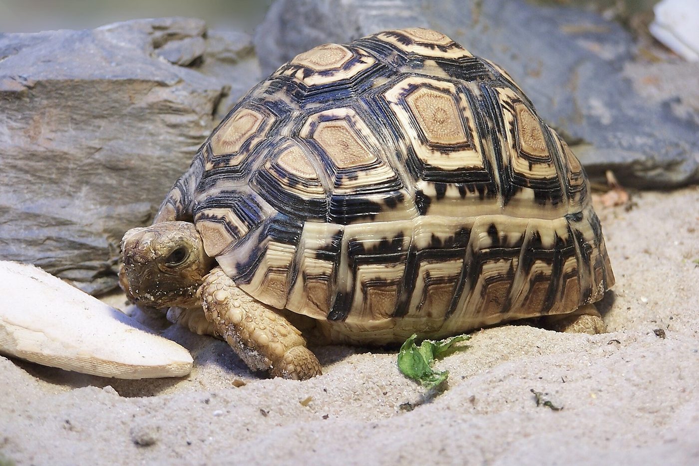 Pantherschildkröte