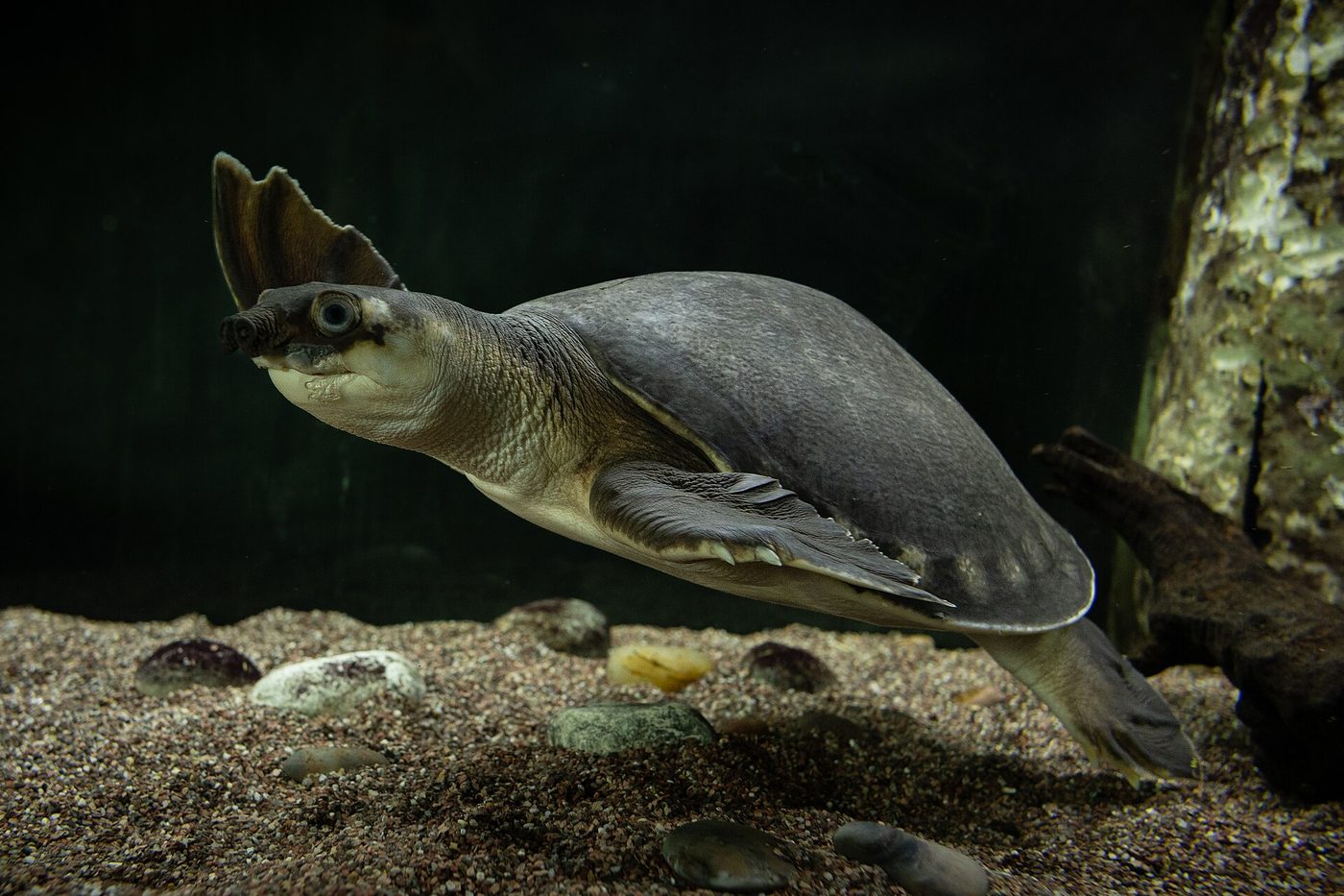 Pig-nosed turtle