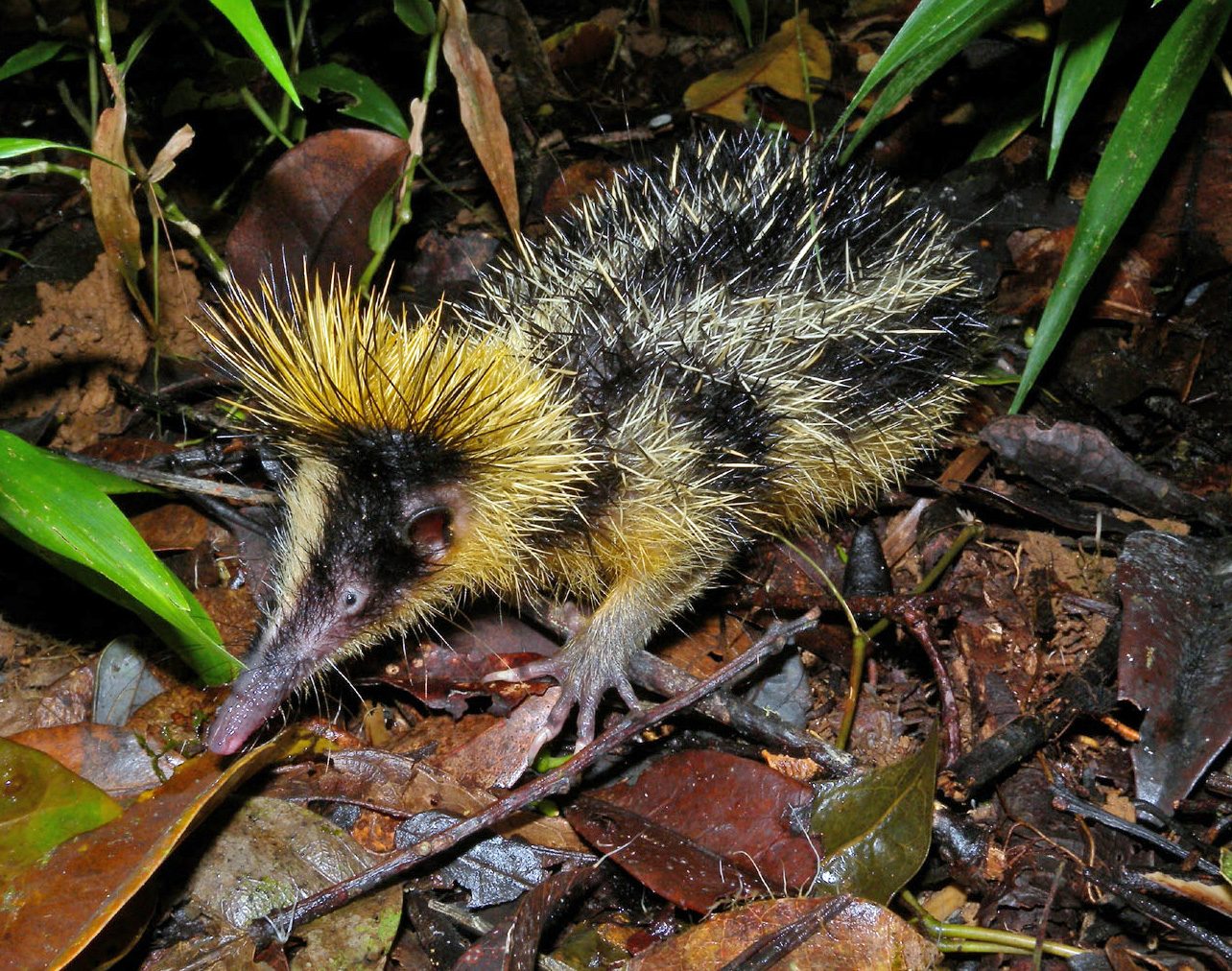 Lowland streaked tenrec