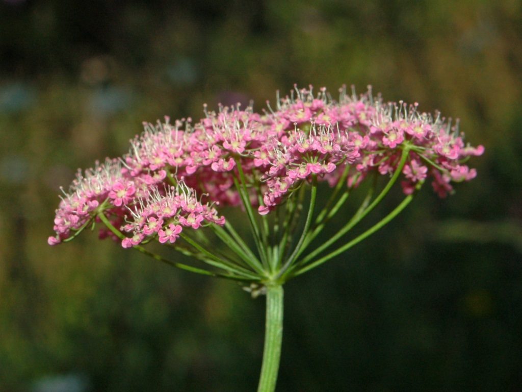 Greater burnet-saxifrage