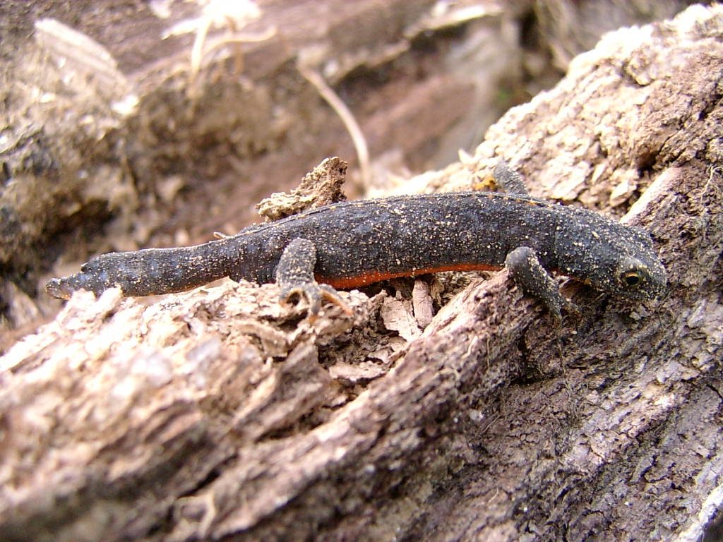 Alpine newt